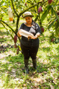 Robles inspects her organic insect traps. Photo by Joe Tobiason.