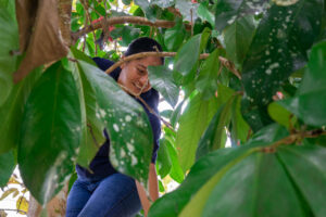 Heifer Ecuador's agroecological promoter, Tania Guamanquishpe, harvests fruit in San Cristóbal, Galápagos, Ecuador. Photo by Isadora Romero/Heifer International.