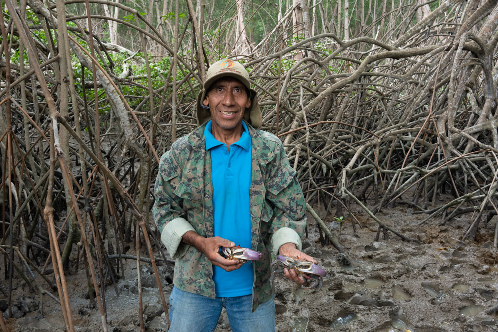 A man in a mangrove forest holds crabs.