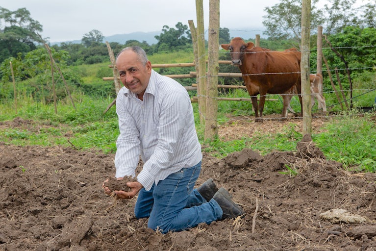 A man kneels in a field, holding soil in his hands beside a brown cow.