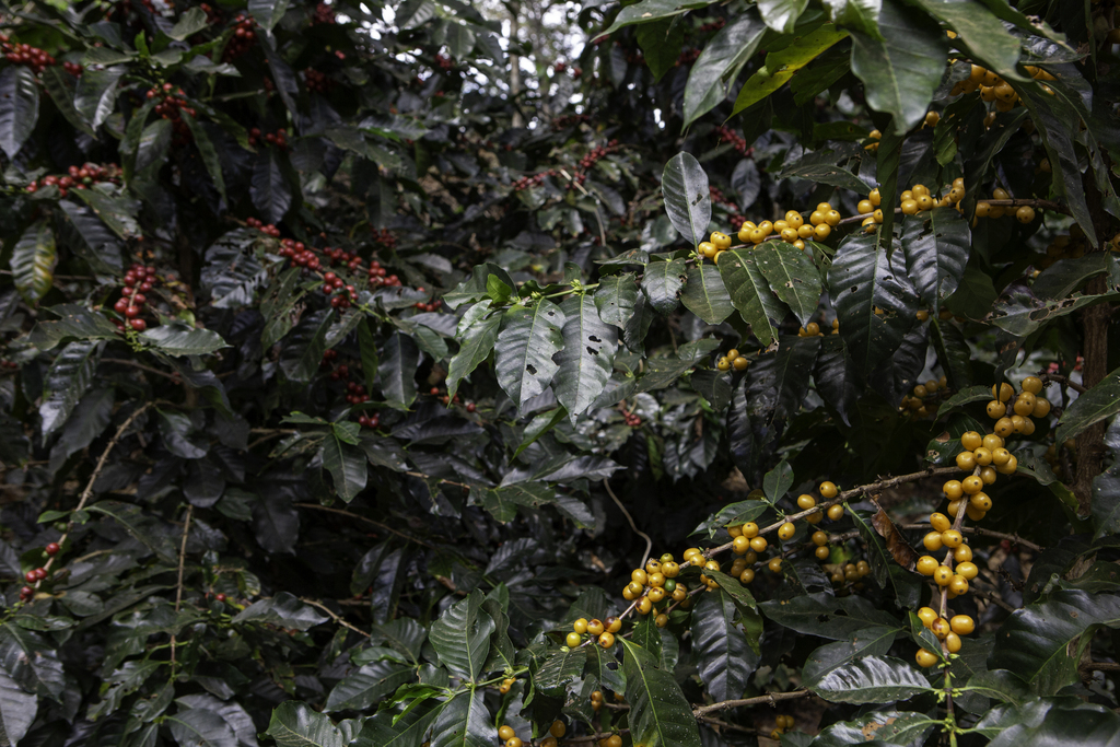 Coffee plants with red and yellow cherries growing among dense green leaves.