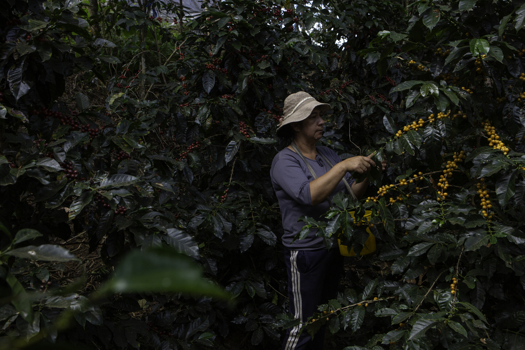 Woman harvesting coffee cherries from trees in a shaded, densely planted coffee farm.