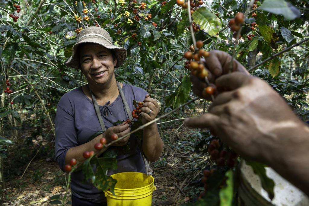 A woman harvests ripe coffee cherries from a tree.