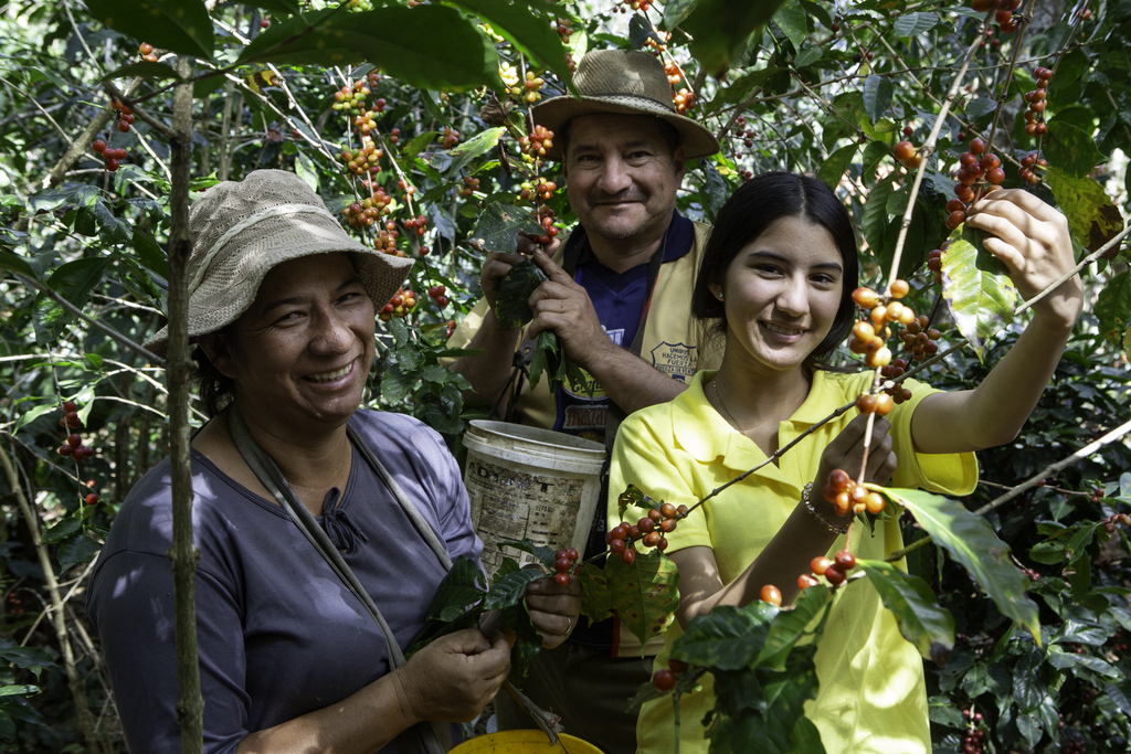 Woman, man, and girl smiling while picking coffee cherries together on a farm.
