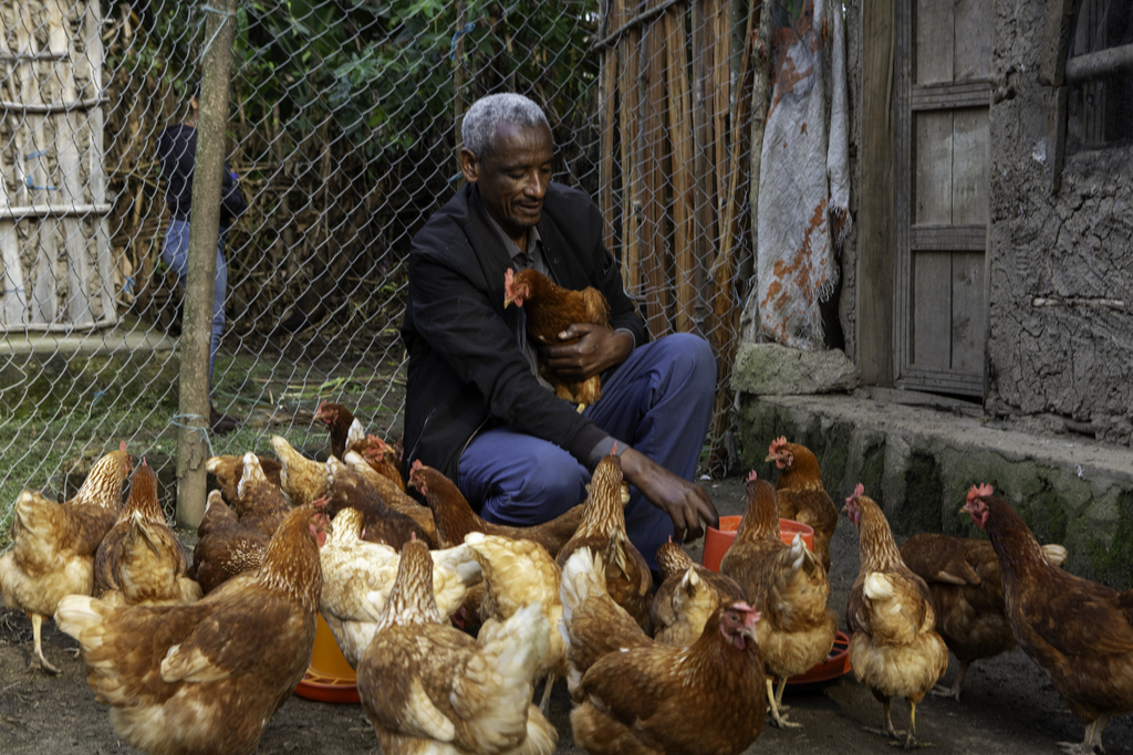 An Ethiopian man wearing a black jacket crouching among a flock of chickens.