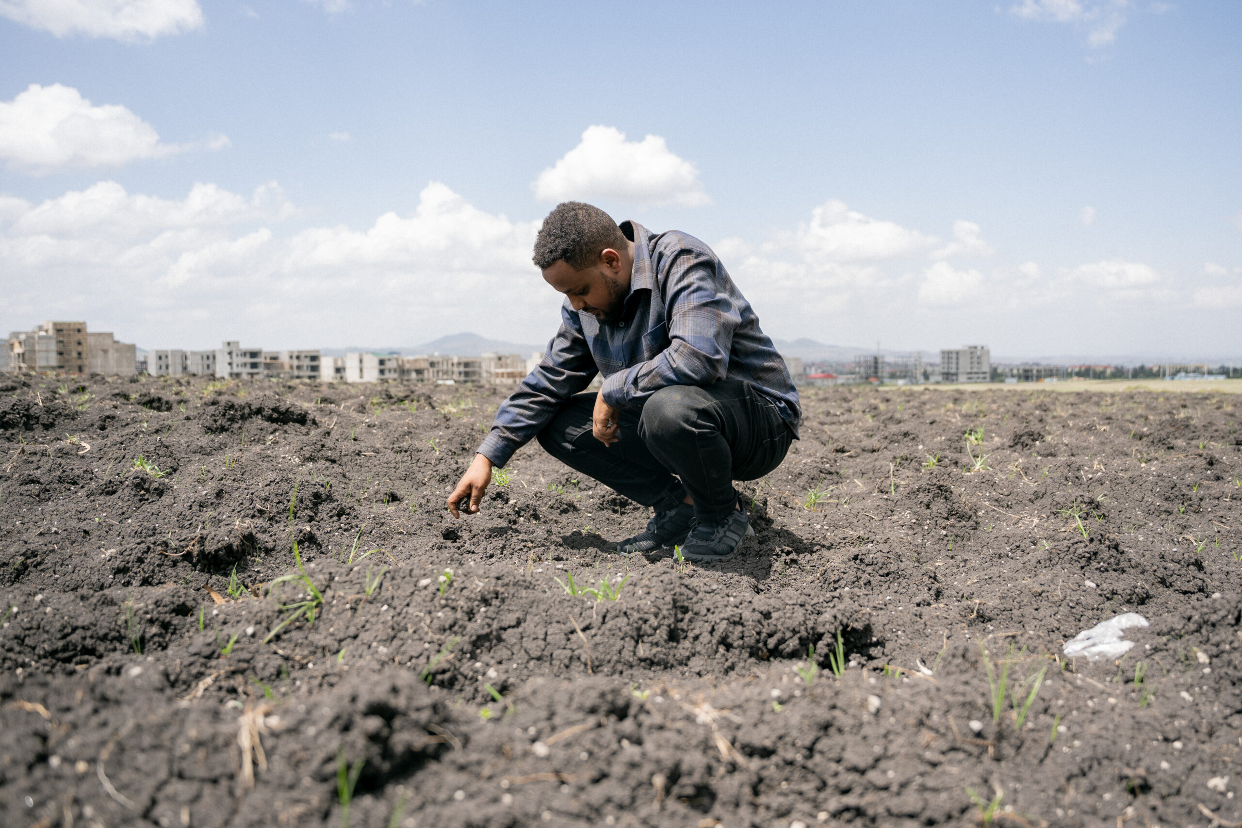 A man crouches in a field examining the soil and young plants.