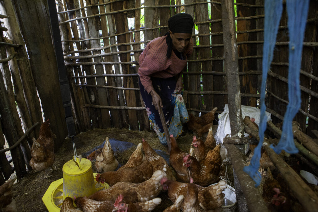 A woman collects chicken manure inside a wooden coop.