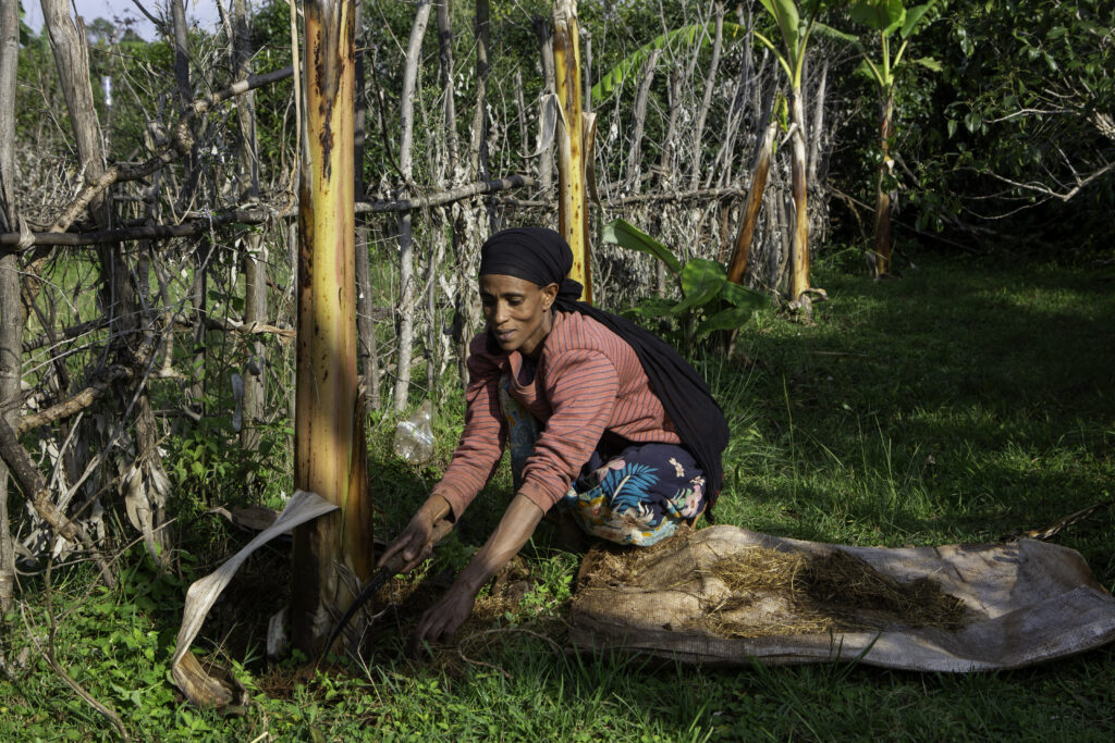 A woman applies fertilizer around the base of an enset plant.