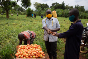 A Ugandan tomato farmer exchanges money with a merchant.
