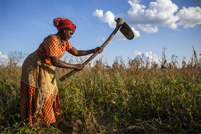 Farmer works in her peanut field in Zambia