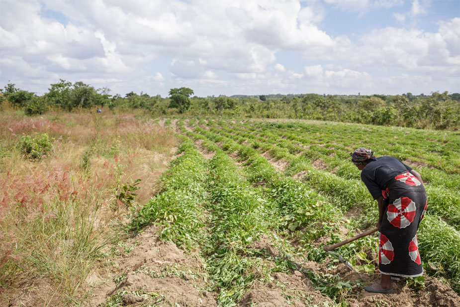 Farmer works in her familys sweet potato field in Malawi.