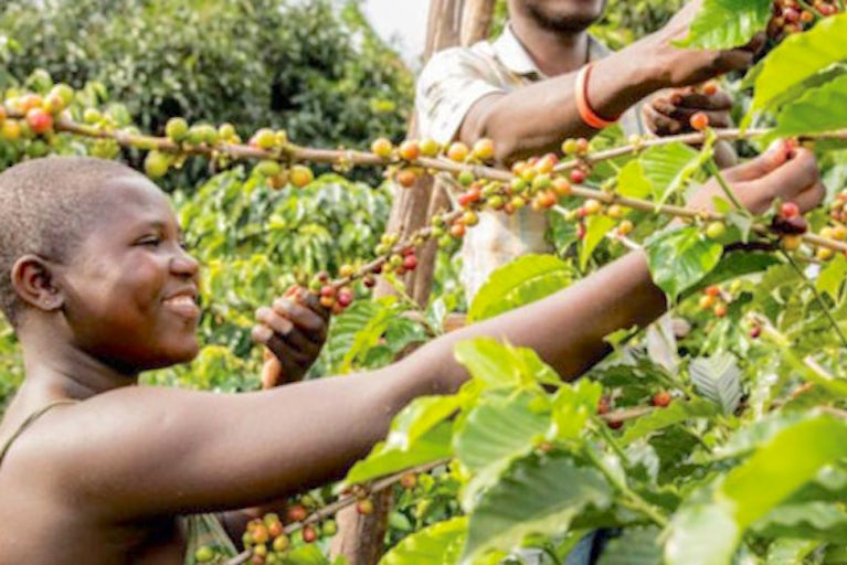 Farmers picking red coffee berries.