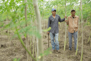 A father and son stand in a grove of small trees.