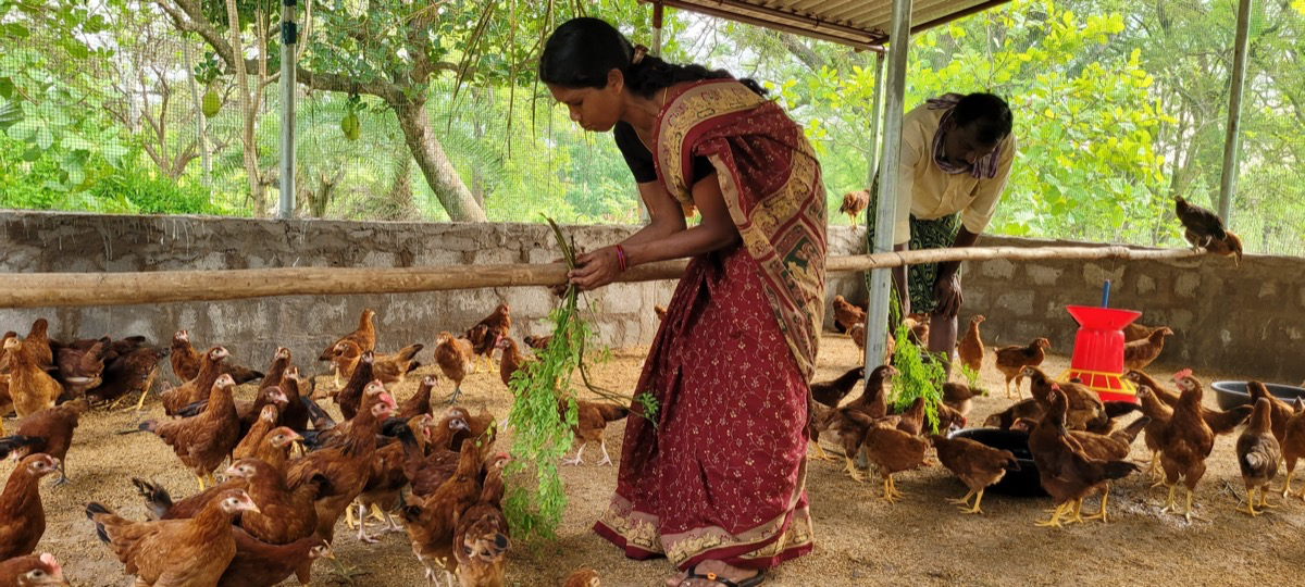 A woman attaches a few tree branches to a feeding stick in her chicken coop.