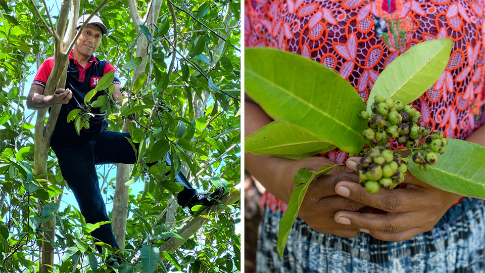 Francisco harvests allspice berries (left). Zoila holds freshly harvested berries (right).
