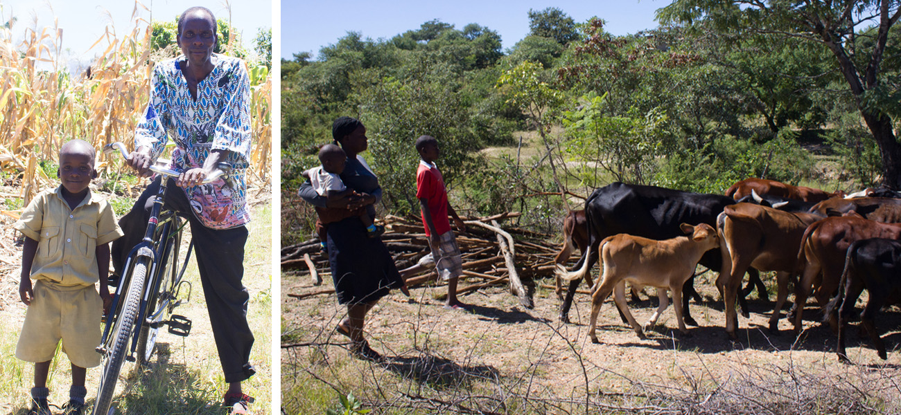 (Left) Fungaimudoti and his son Definite pose with the bike he uses to make his veterinary rounds. (Right) Kudakwashe herds cattle.