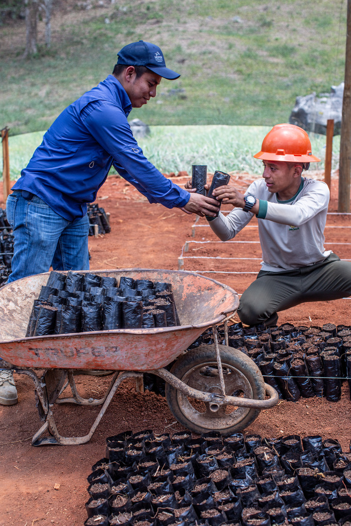 Two Guatemalan men working together to load seedlings into a wheelbarrow.