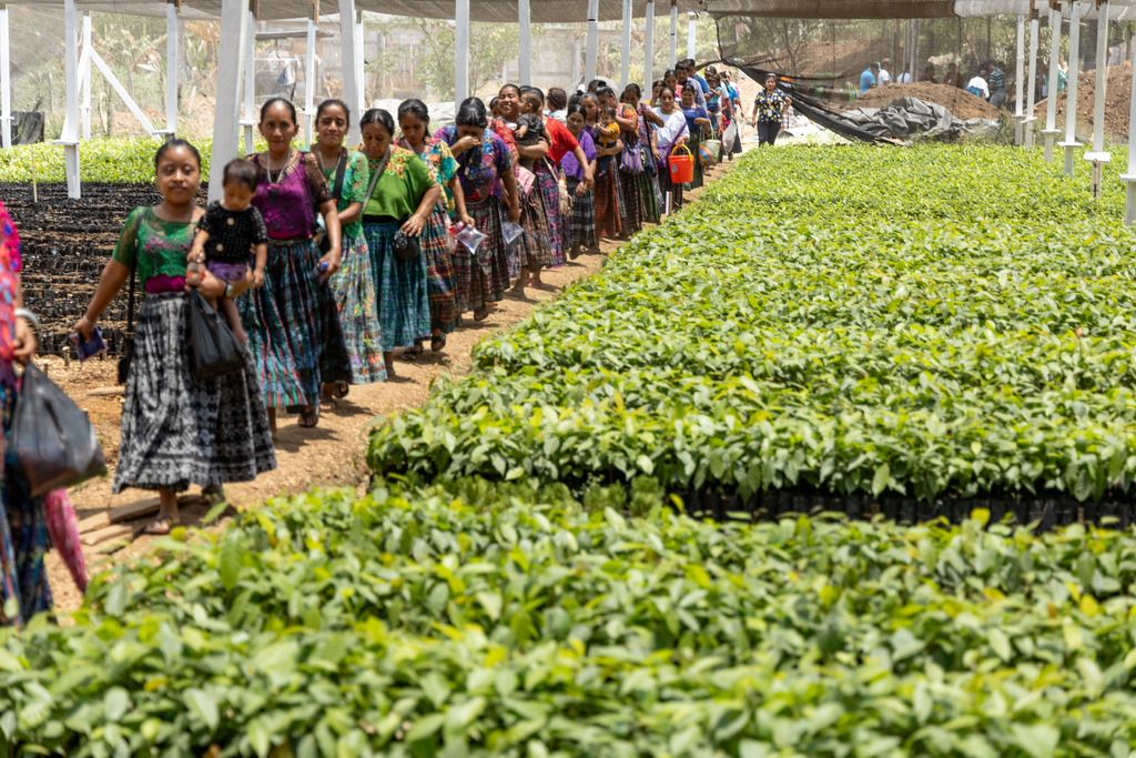 Indigenous Mayan women walking in a line through a Heifer supported nursery in Guatemala.