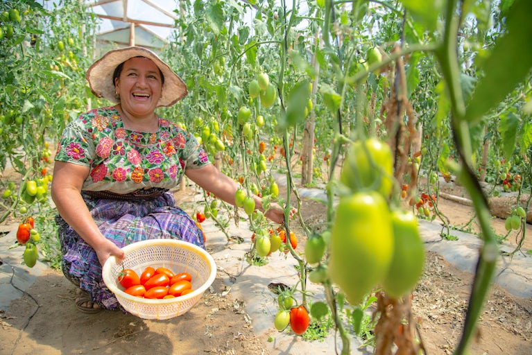 Woman picking tomatoes in her garden.