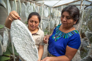 Two women (one in traditional maya clothing and one in a tan polo shirt) look at a cactus pad infested with cochineal. The cactus pad is covered in white, flaky material