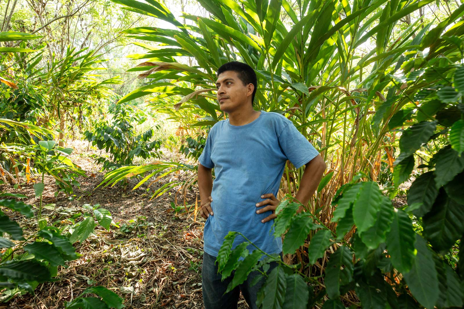A young man stands among coffee plants in a bright garden.