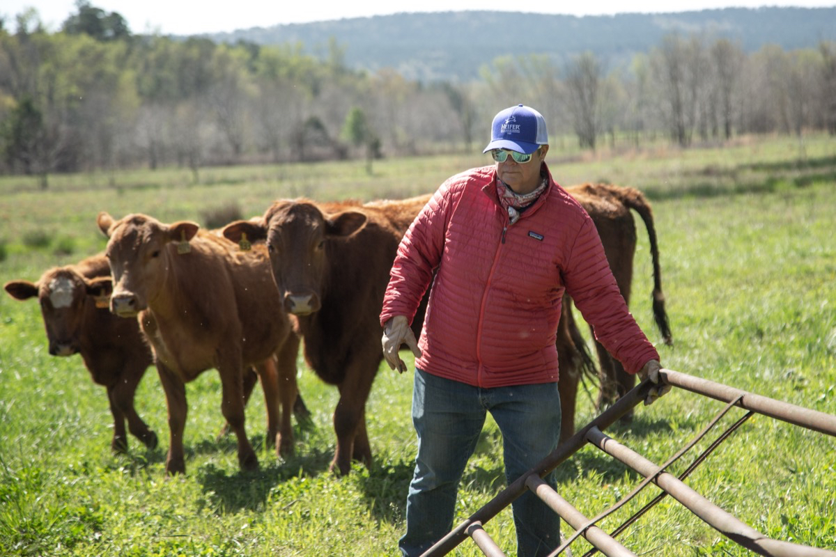 A woman moves a gate in front of a herd of cows in a green pasture.