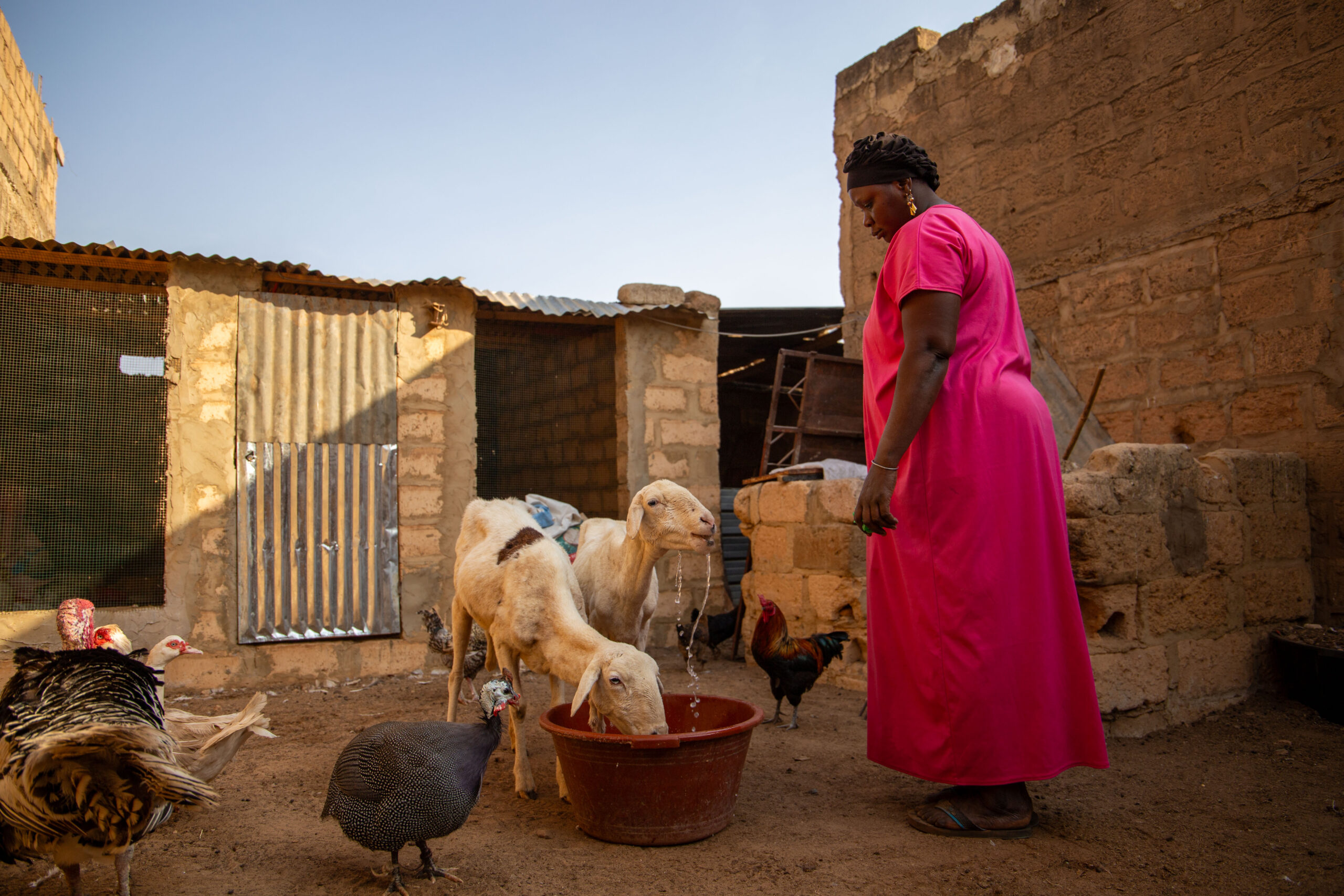 A woman in a pink dress watches goats drink from a basin in a courtyard with chickens nearby.
