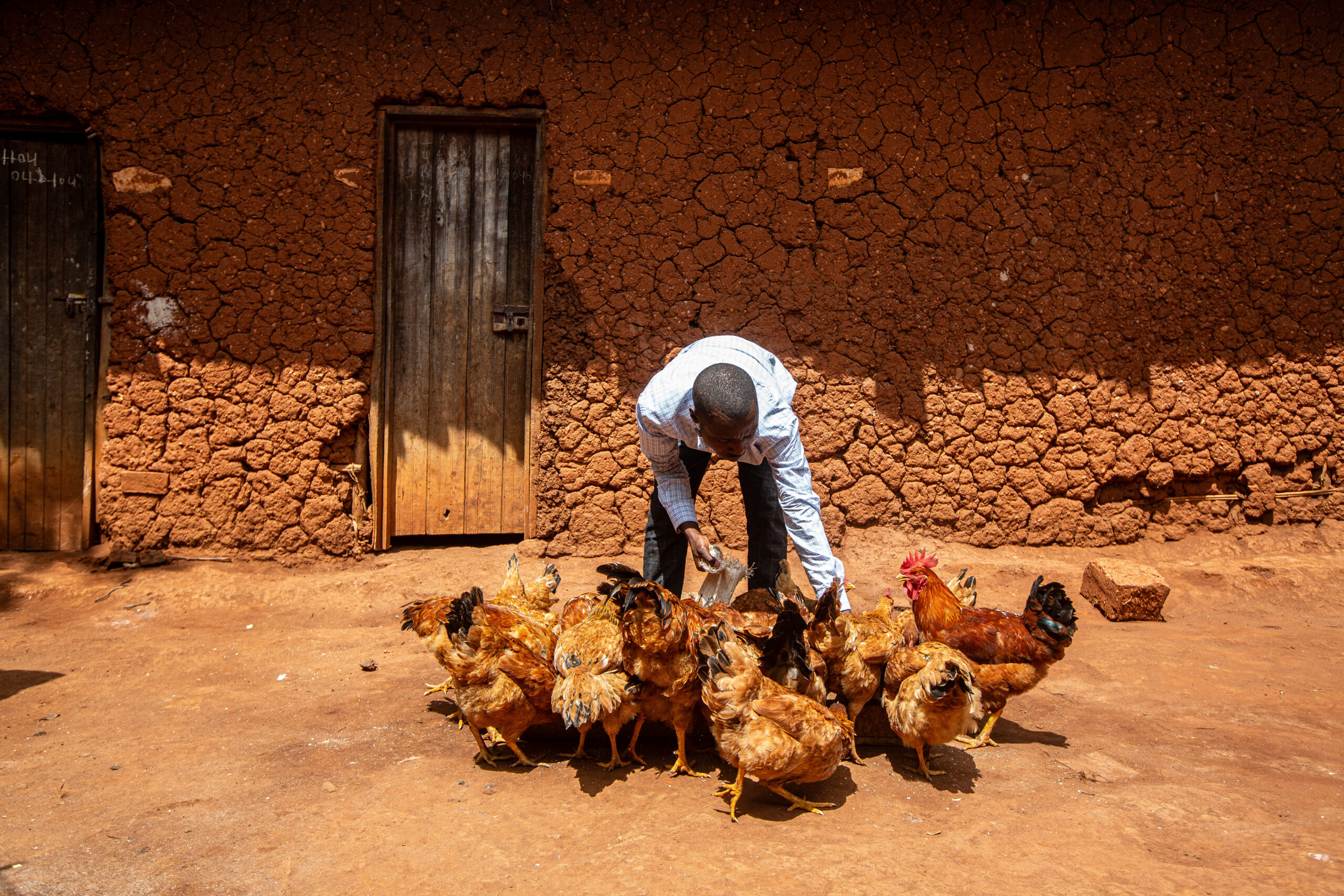 A man feeds chickens outside a mud-brick house.