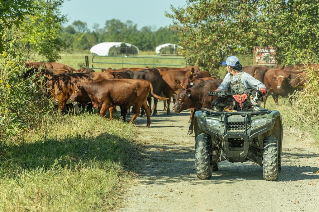 Farmer guides cattle with dog on ATV