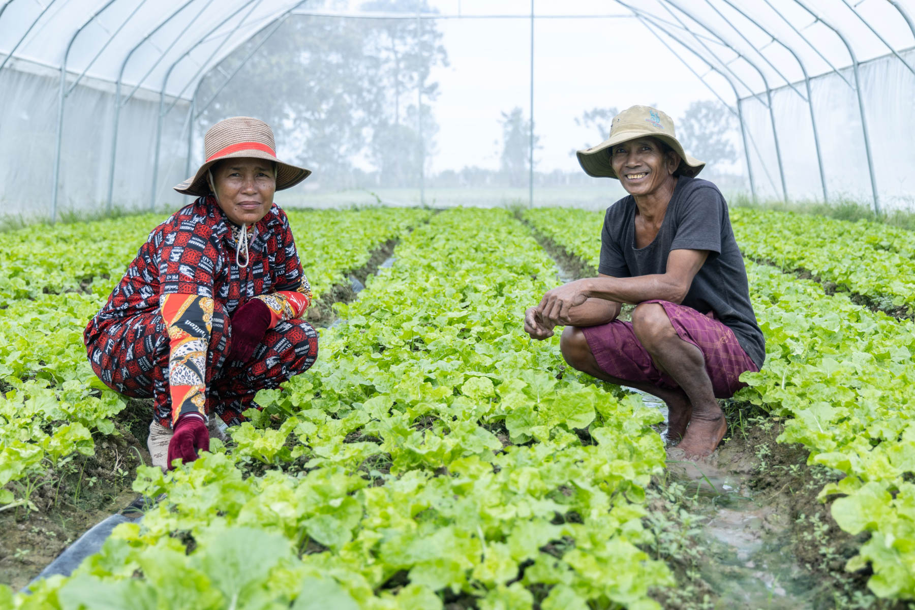 Farmers in Cambodia show lettuce in their greenhouse.