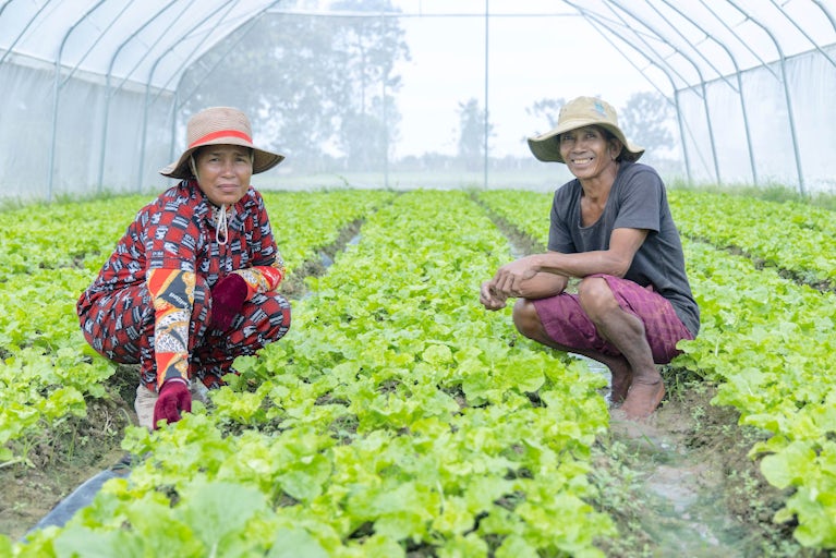Farmers in Cambodia show lettuce in their greenhouse.