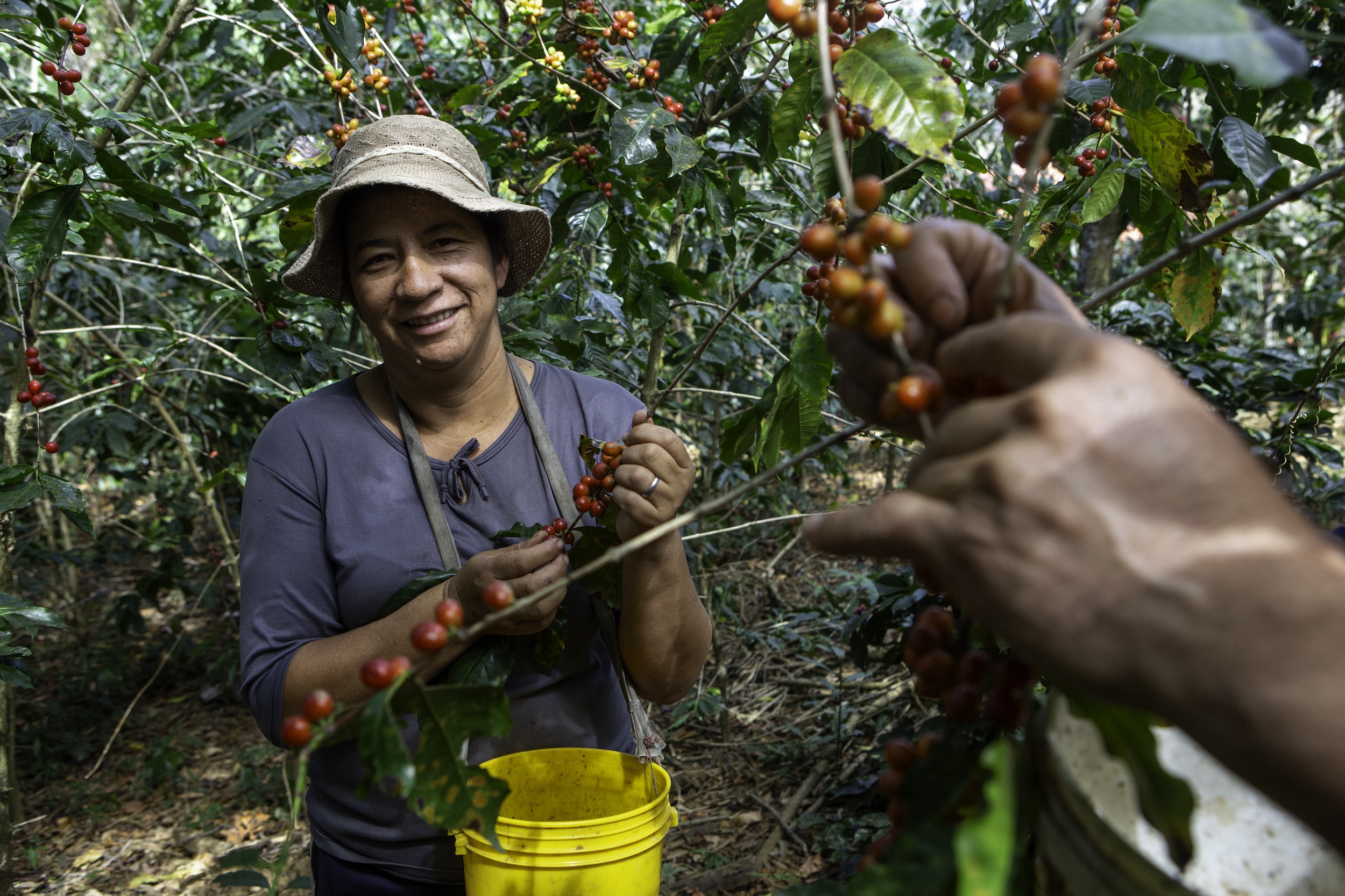Heifer International - Ecuador, August, 2025. PROMESA Signature Program/PASOS subproject (Project # ECU1269). El Sauce, Fundochamba parish, Quilanga Canton, Loja Province, Ecuador. Marilú Rivera, 49, harvests coffee beans on her farm in El Sauce, Ecuador on August 16, 2025.