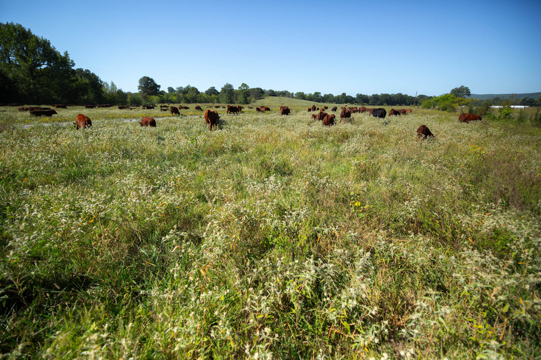 A field of cows grazing.