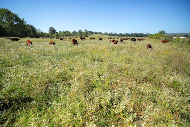 A field of cows grazing.