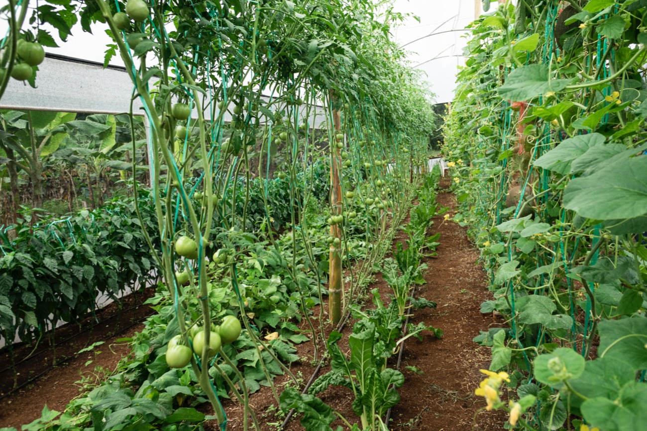 A photo inside a greenhouse shows rows of tomato plants.