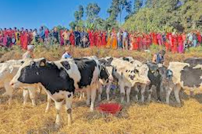A group of black-and-white cows stand on hay in the foreground, while a large crowd of people in colorful clothing watch from a grassy embankment, with trees and blue sky in the background.