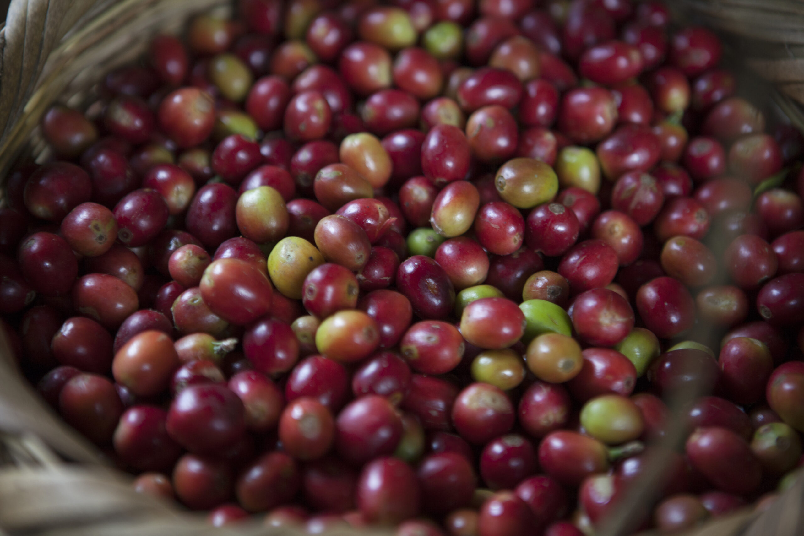 Red and green coffee cherries fill a woven basket.
