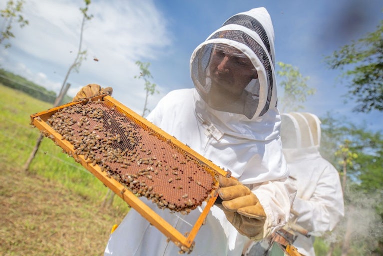Beekeeper in white protective suit and gloves examining honeycomb frame filled with bees in sunny field.