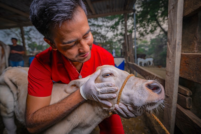 Man in red shirt tenderly holding and examining a white cow.