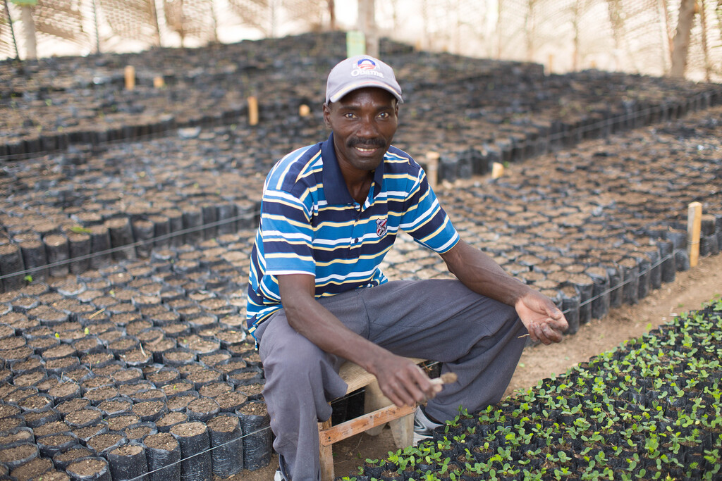 A Haitian man sitting on a bench between rows of potted seedlings.