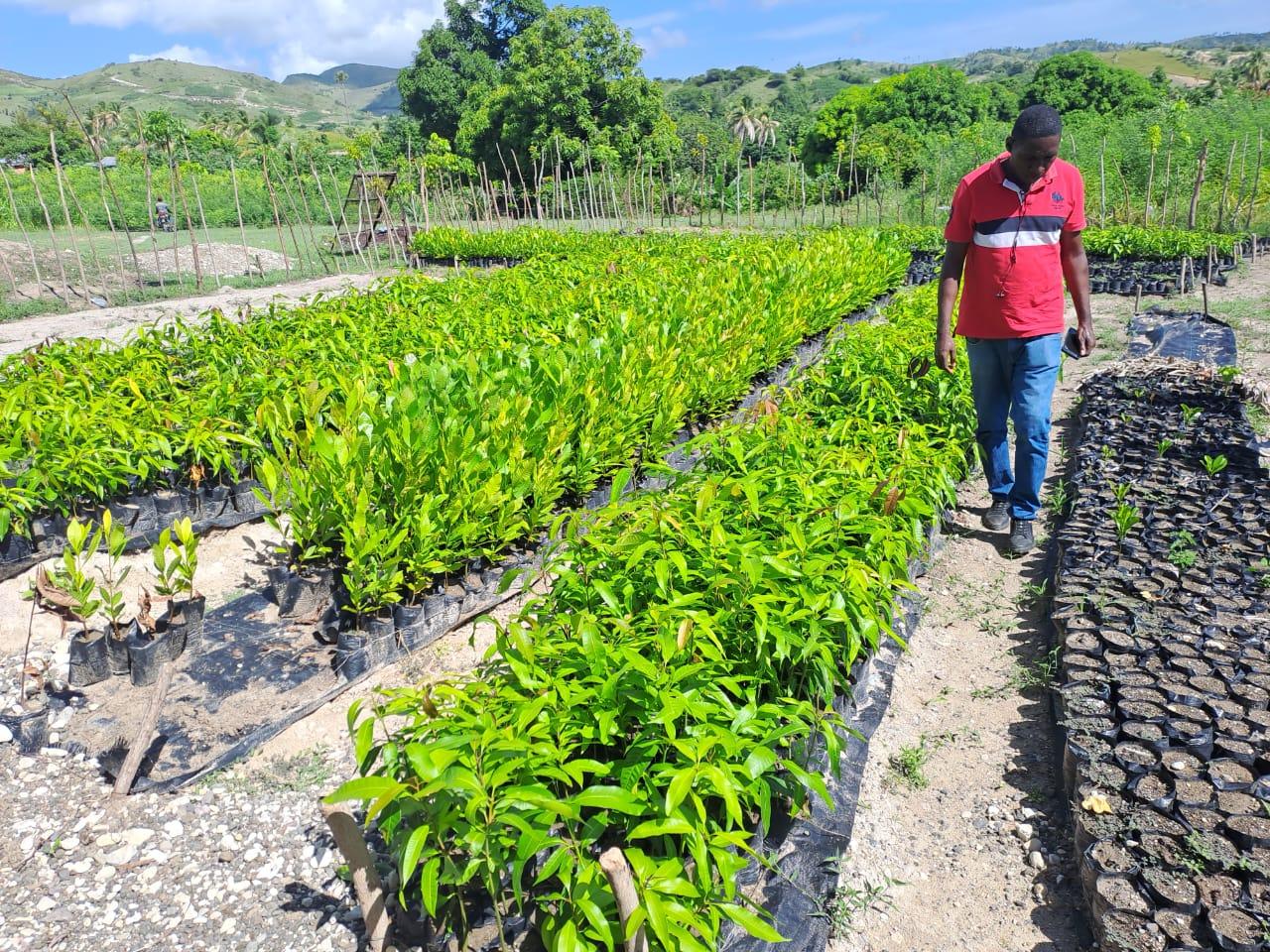 A Haitian man wearing a red shirt walking between two rows of seedlings.