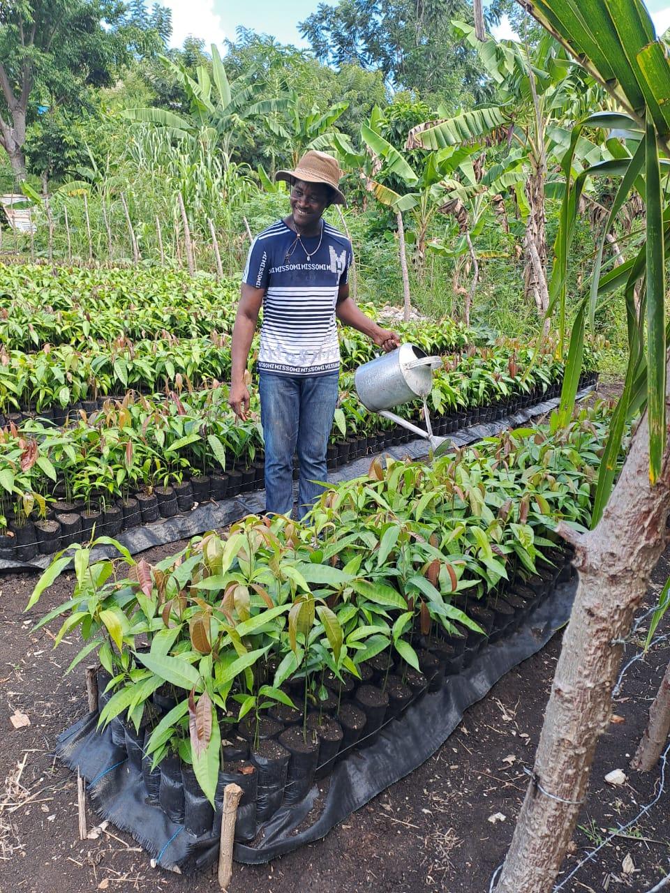 A Haitian man watering a row of seedlings with a watering can.