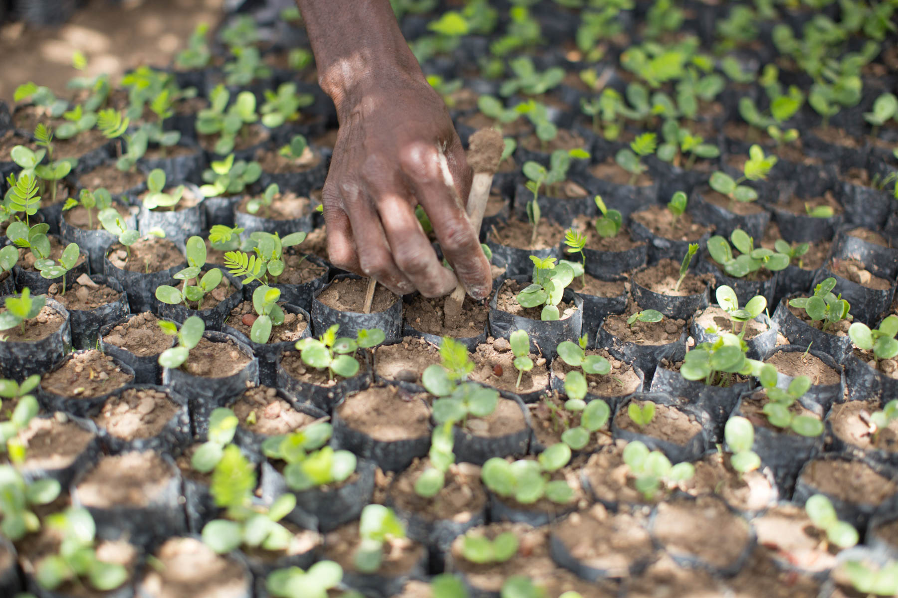 A man works in a community nursery in Haiti.