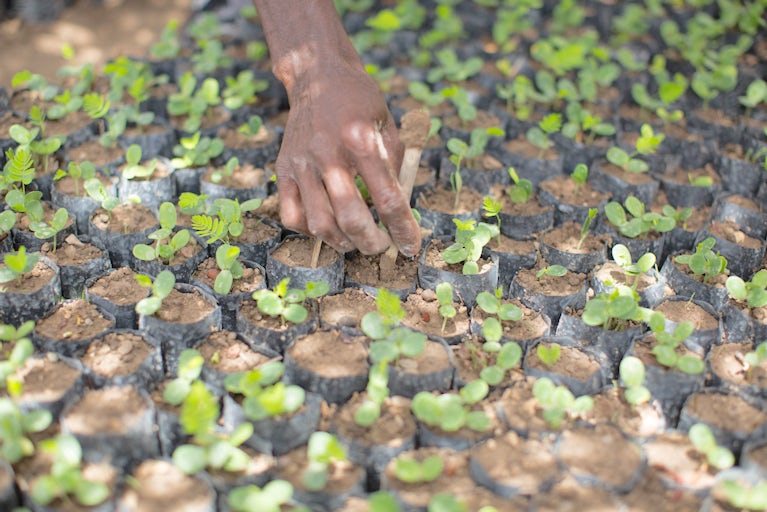 A man works in a community nursery in Haiti.