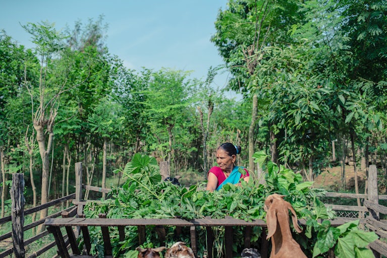 Woman in nepal tending to her goats on her farm.