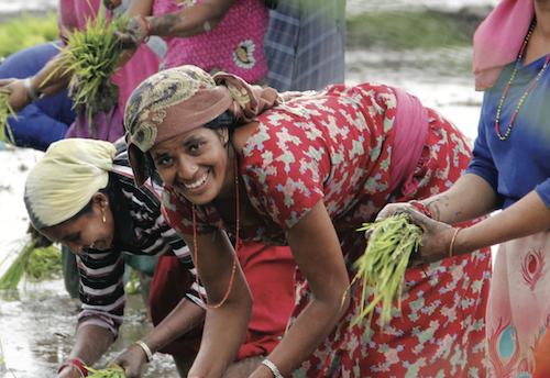 Heifer Nepal farmers gather crops.