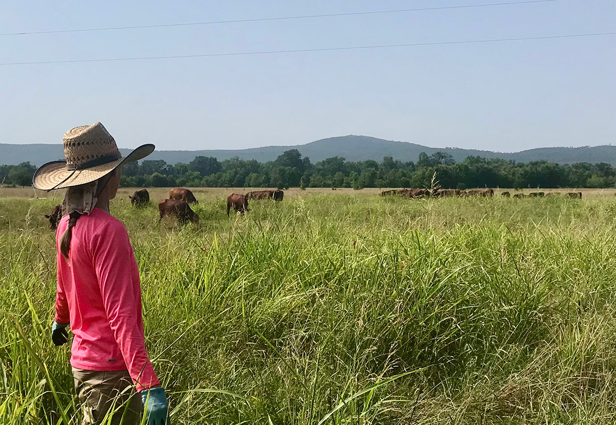 Farmer standing in field with long grass and cattle grazing.