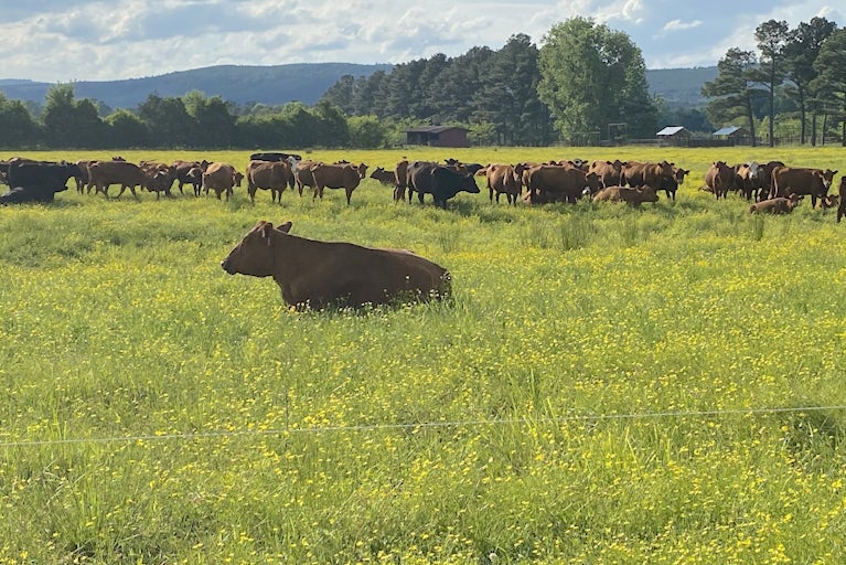 Regenerative Agriculture Is Transforming Heifer Ranch Into the Garden ...