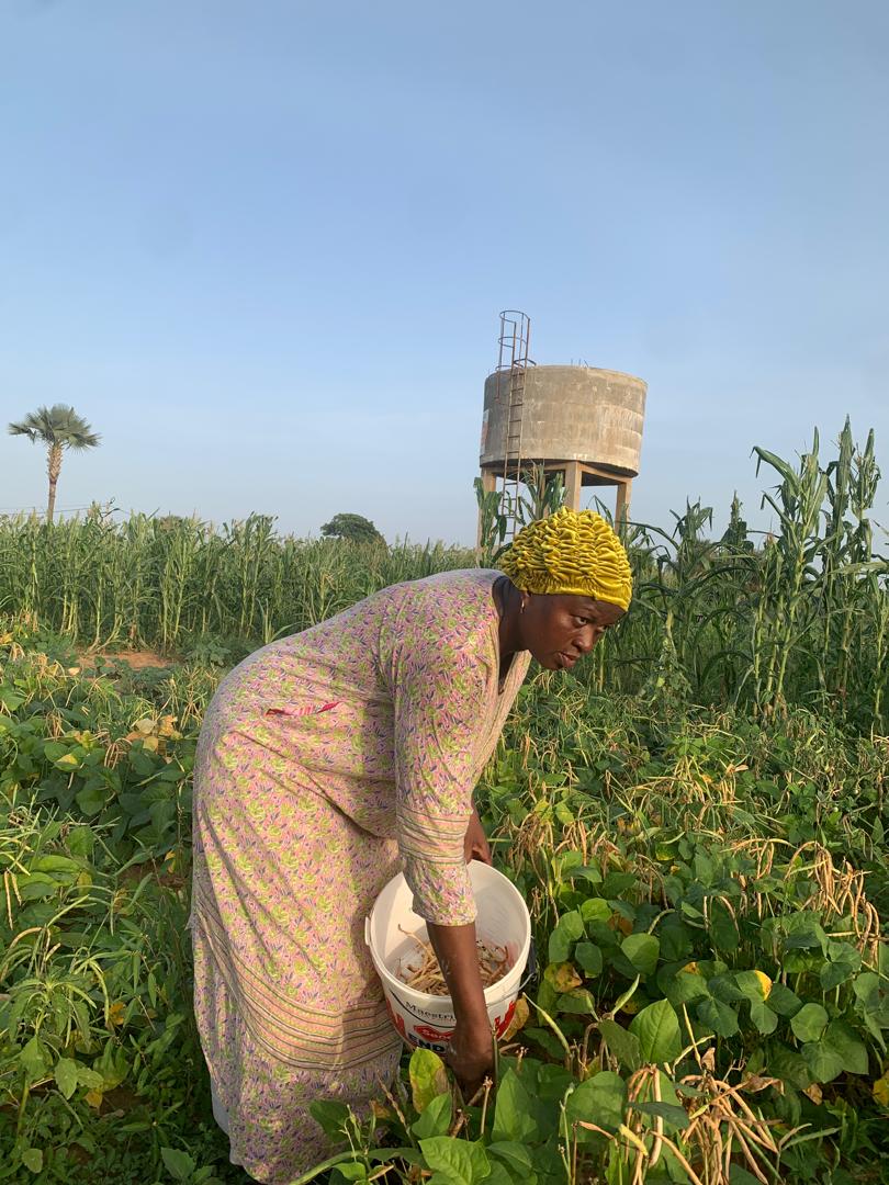 Woman bending to harvest crops into a white bucket in a field.