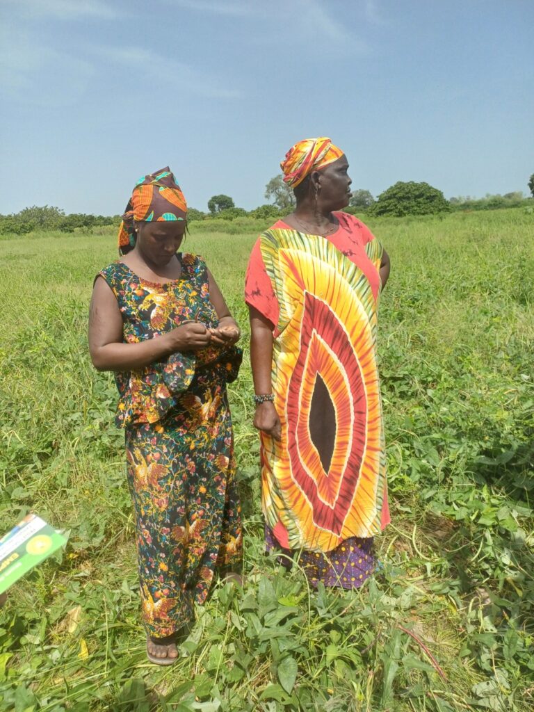 Two women standing in a green field examining crops.